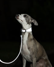 Collar de Perro Ancho Reflectante en Plata
