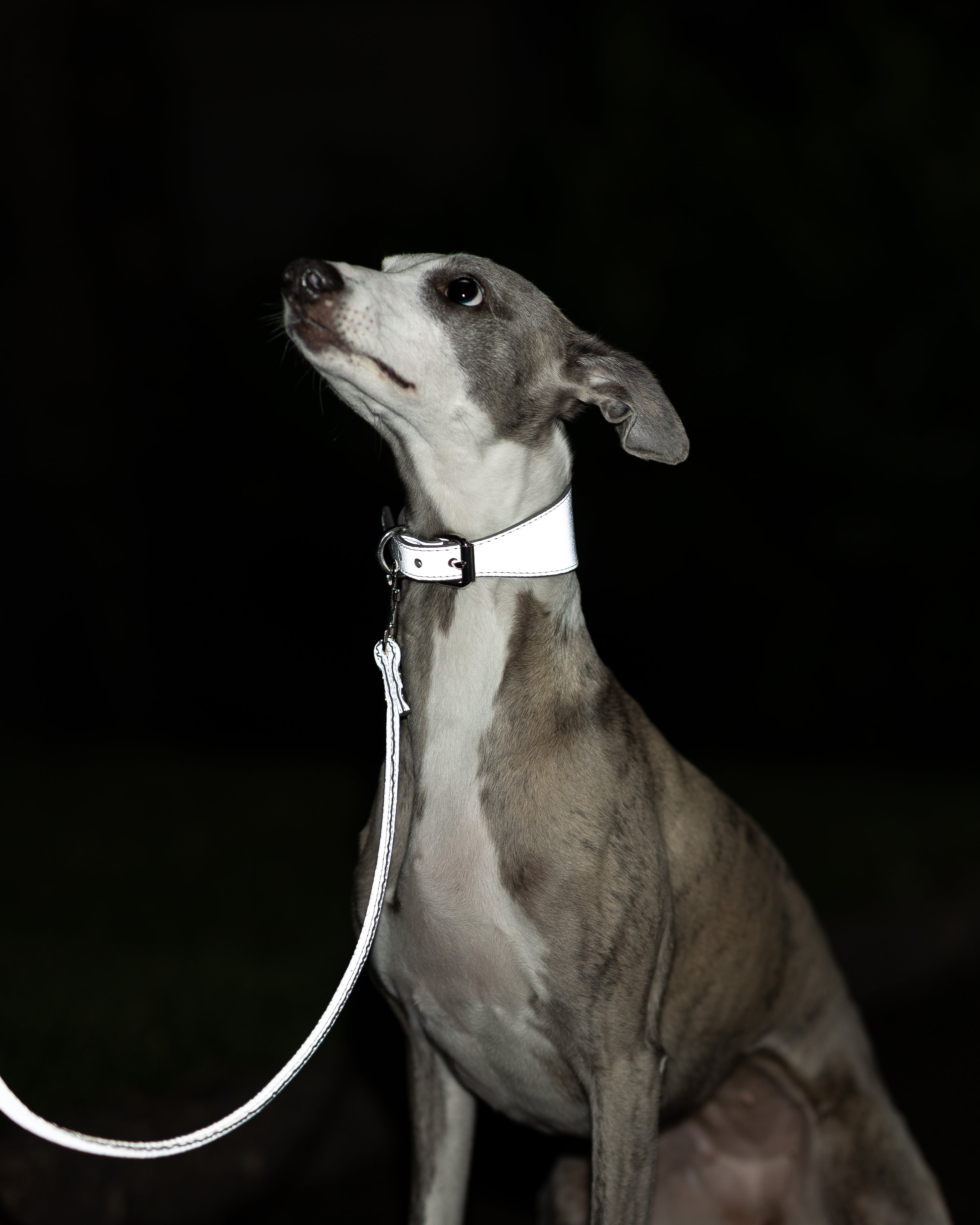 Collar de Perro Ancho Reflectante en Plata