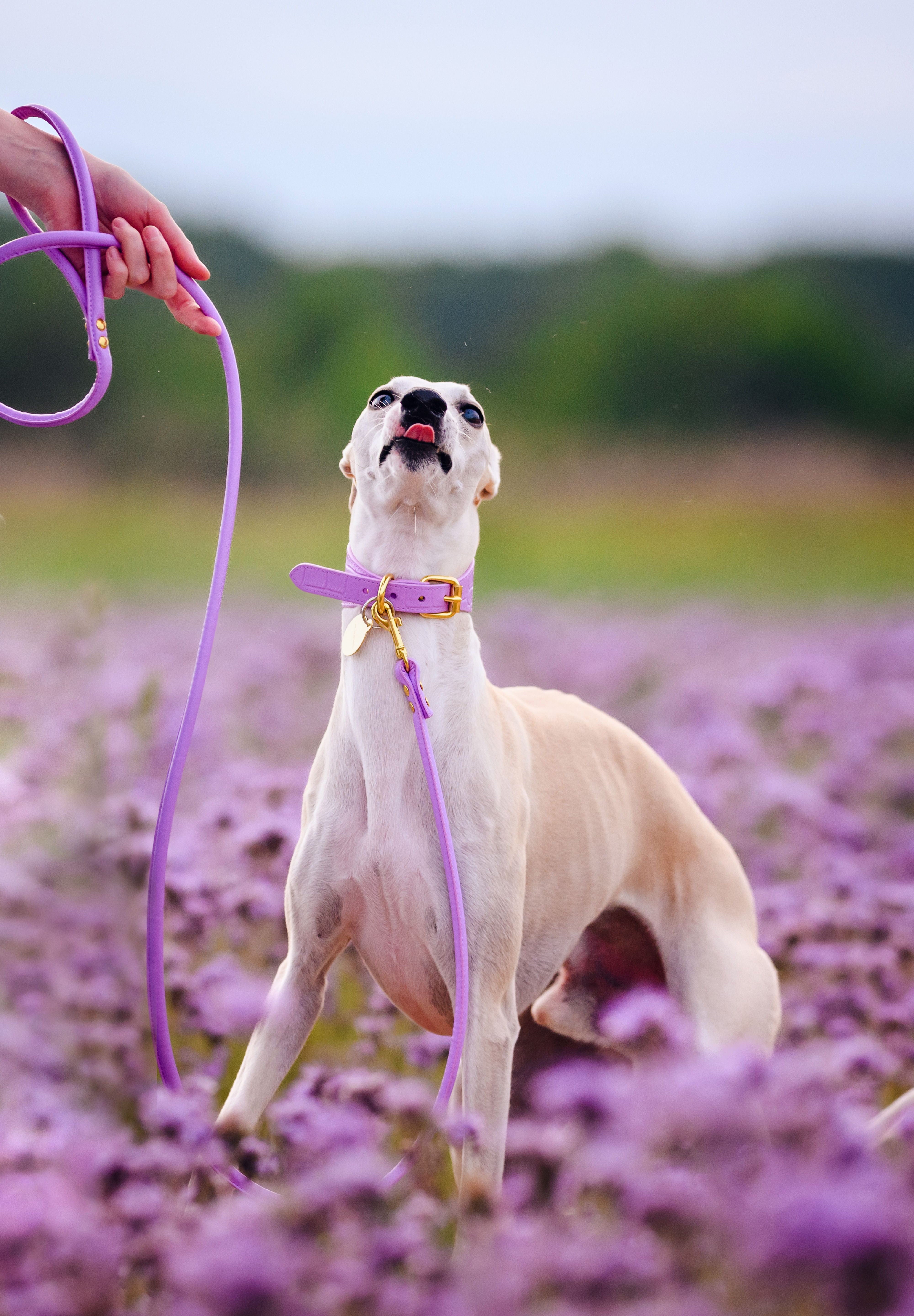 Correa para perro violeta.