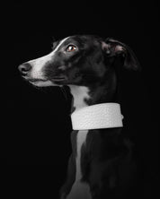 Collar de perro blanco de cocodrilo ancho
