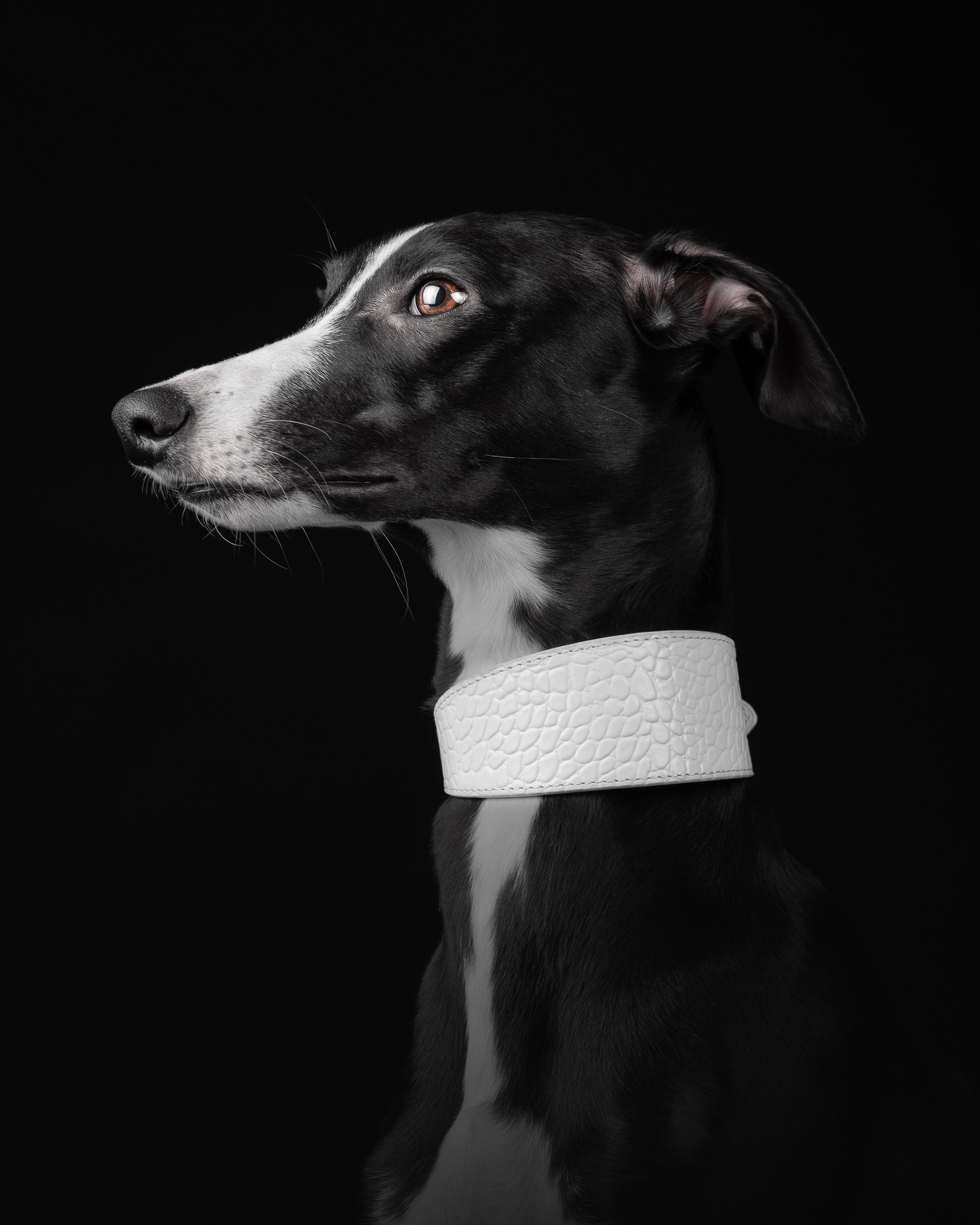 Collar de perro blanco de cocodrilo ancho