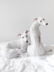 White Dog Collar Wide

Collar de Perro Blanco Ancho