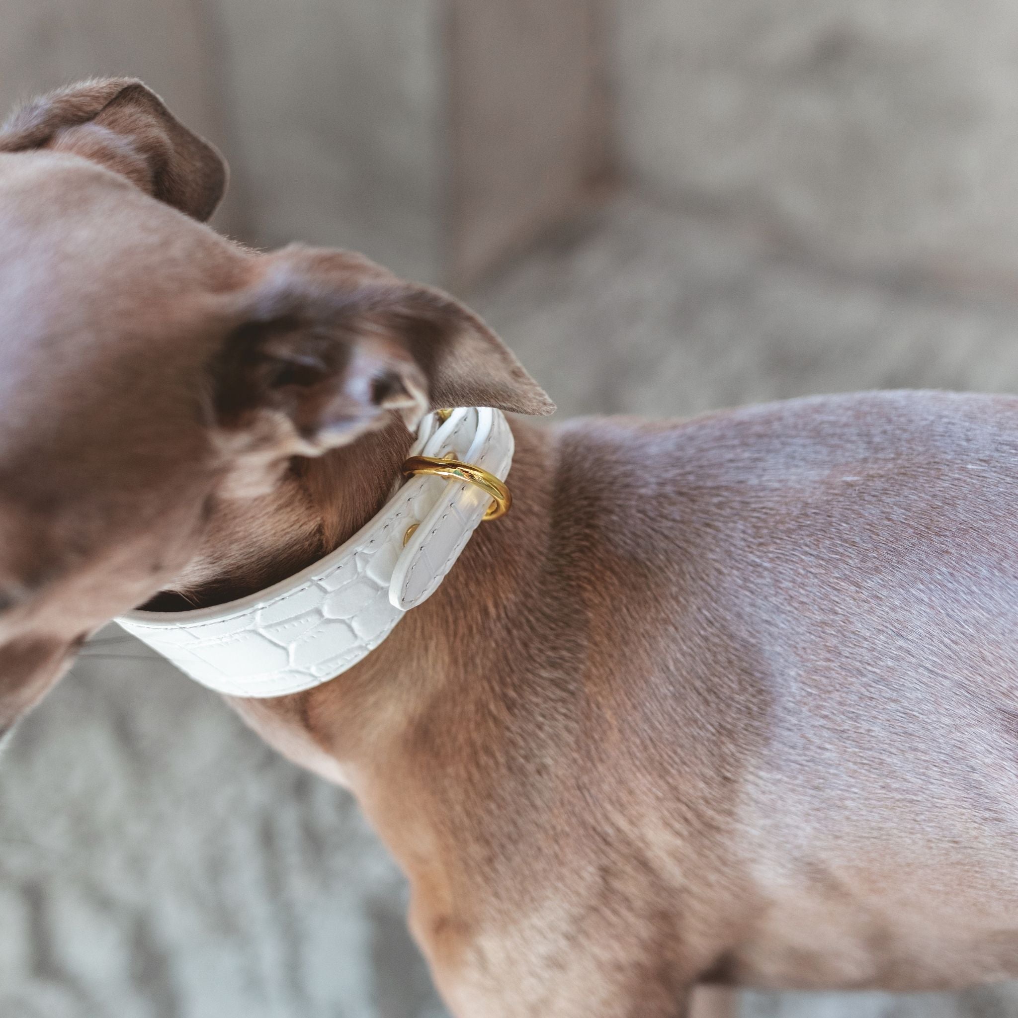 Collar de perro blanco de cocodrilo ancho