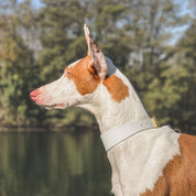 Collar Blanco para Perro Delgado