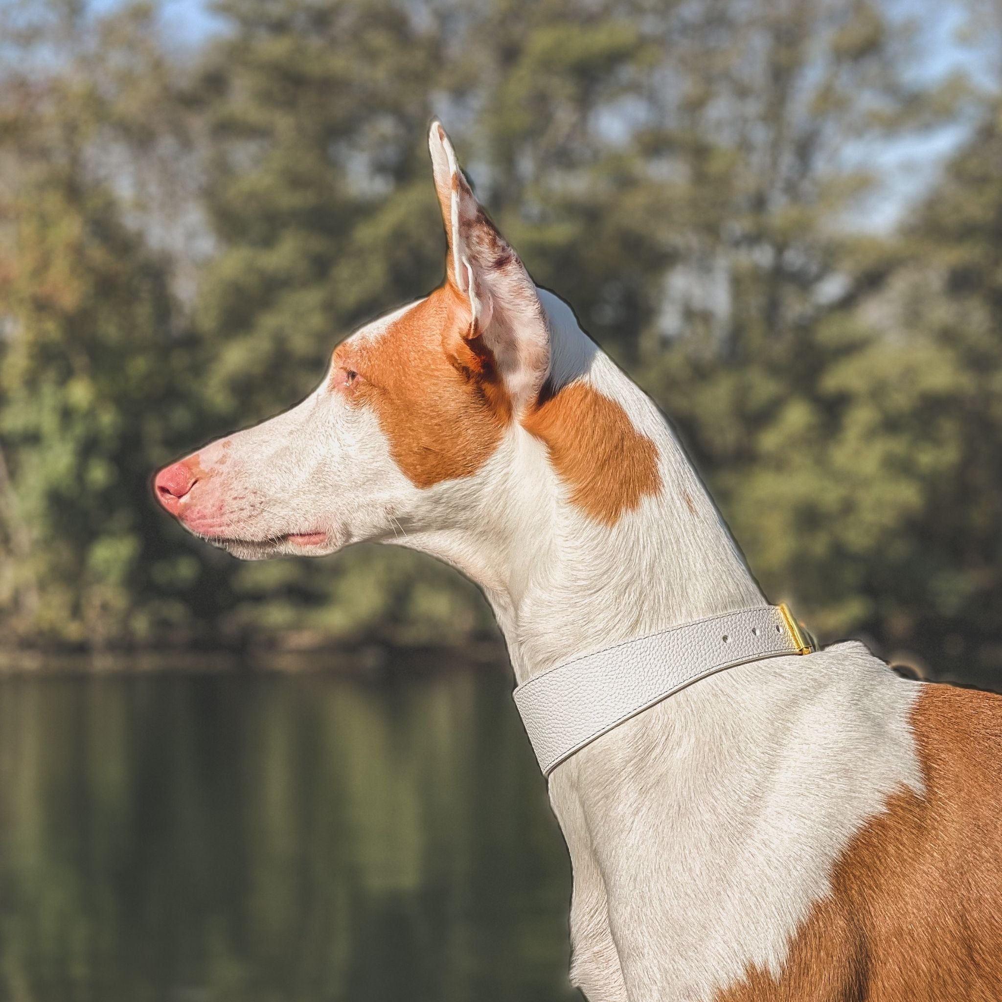Collar Blanco para Perro Delgado