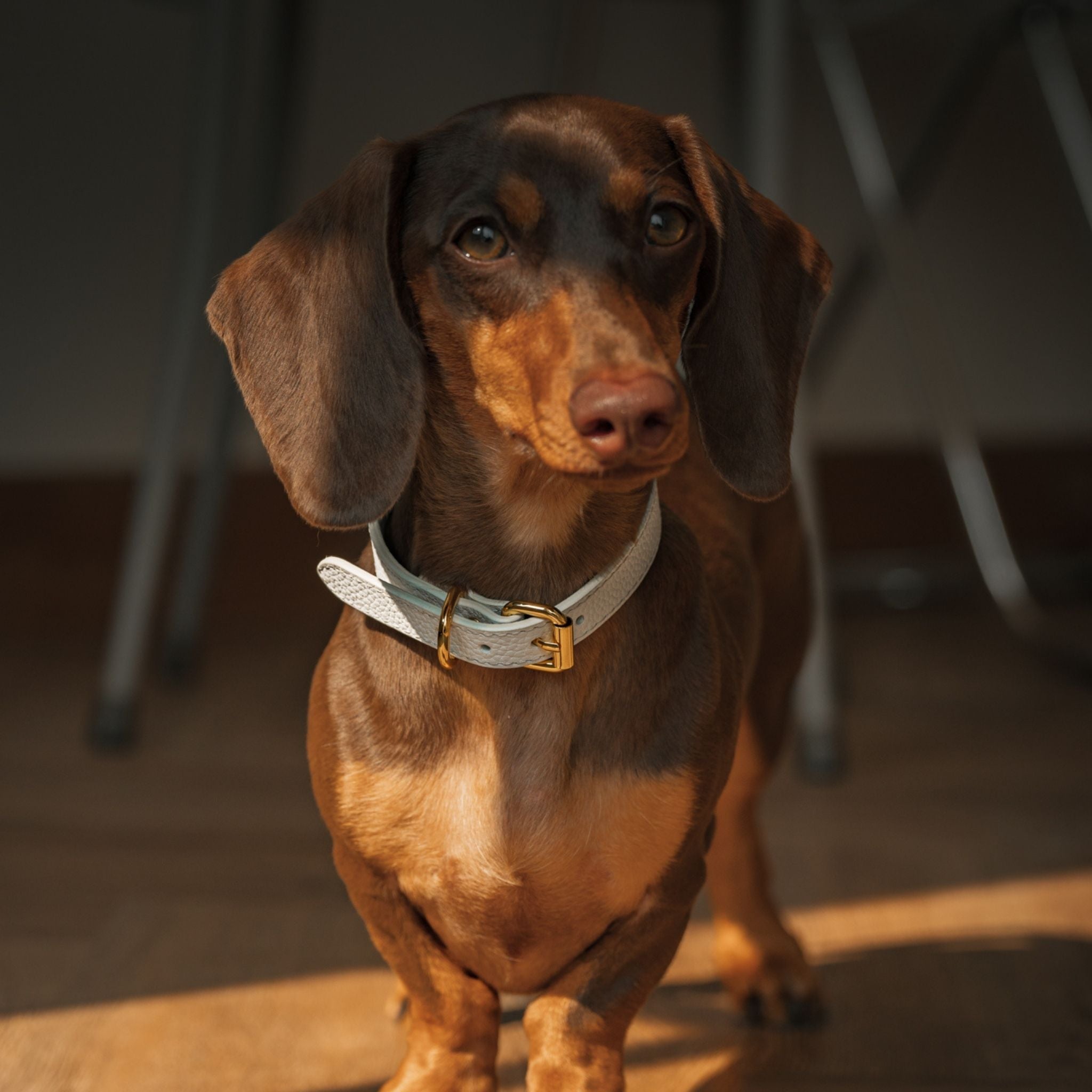 Collar Blanco para Perro Delgado