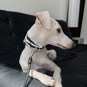 Collar de Perro Cebra Ancho