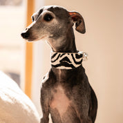 Collar de Perro Cebra Ancho