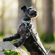 Collar de Perro de Cebra Delgado