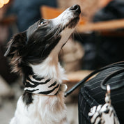 Collar de Perro Cebra Ancho